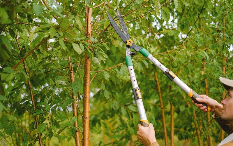 Tree trimming in Trempealeau, WI